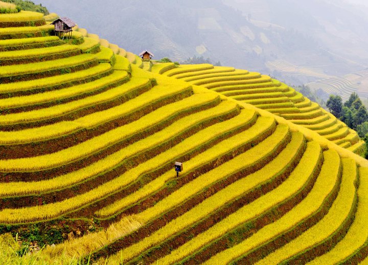 Tuần Văn h&oacute;a ruộng bậc thang M&ugrave; Cang Chải 2013